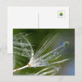 Dandelion With Dew Peaceful, Elegant, Nature  ポストカード (正面/裏面)