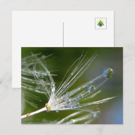 Dandelion With Dew Peaceful, Elegant, Nature  ポストカード (正面/裏面)