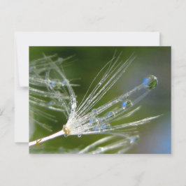 Dandelion With Dew Peaceful, Elegant, Nature  ポストカード
