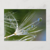 Dandelion With Dew Peaceful, Elegant, Nature  ポストカード (正面)
