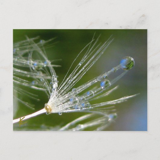 Dandelion With Dew Peaceful, Elegant, Nature  ポストカード (正面)