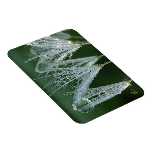 Dandelion with Dew Peaceful Nature Meditation マグネット (右側)