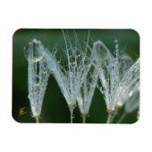 Dandelion with Dew Peaceful Nature Meditation マグネット (横)