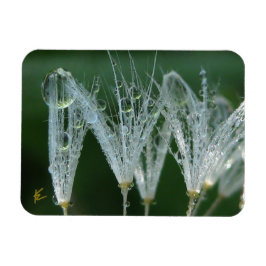 Dandelion with Dew Peaceful Nature Meditation マグネット