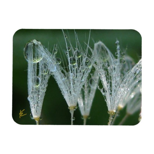 Dandelion with Dew Peaceful Nature Meditation マグネット (横)