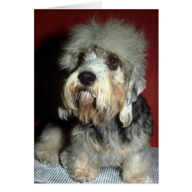 Dandie Dinmont (正面)