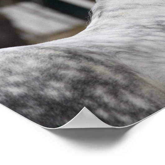 Dapple Grey Andalucian Stallion Headshot ポスター (角)