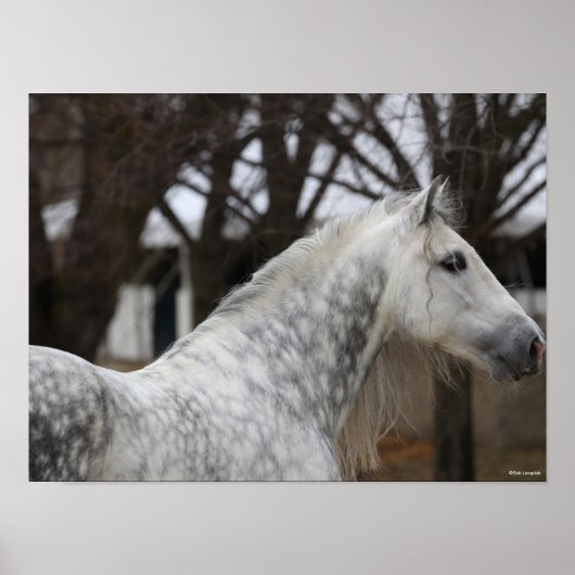 Dapple Grey Andalucian Stallion Headshot ポスター (正面)