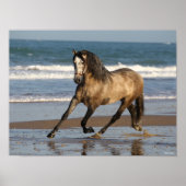 Dapple Grey Andalucian Stallion On Beach ポスター (正面)