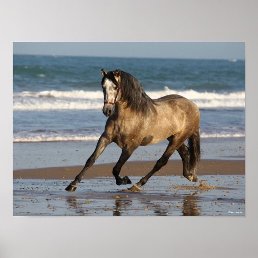 Dapple Grey Andalucian Stallion On Beach ポスター (正面)
