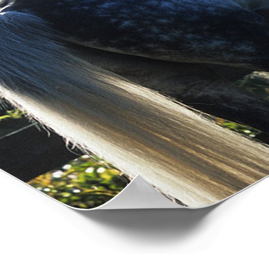 Dapple Grey Hanoverian Stallion Standing ポスター (角)