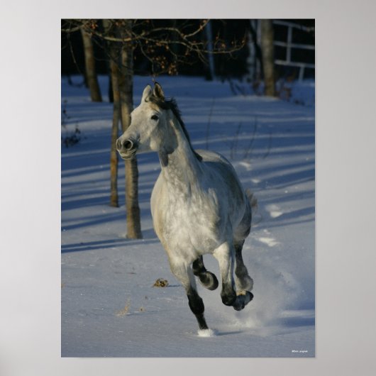 Dapple Grey Trakehner Running in the Snow ポスター (正面)