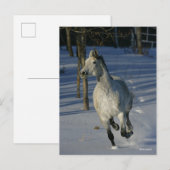 Dapple Grey Trakehner Running in the Snow ポストカード (正面/裏面)