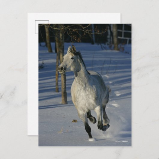 Dapple Grey Trakehner Running in the Snow ポストカード (正面/裏面)