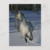 Dapple Grey Trakehner Running in the Snow ポストカード (正面)