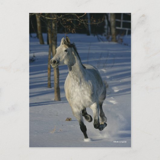 Dapple Grey Trakehner Running in the Snow ポストカード (正面)
