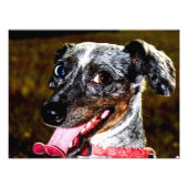 Dapple/Piebald Dachshund フォトプリント (正面)