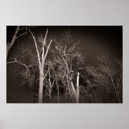 Dark Forest – Haunting Black and White Tree Art ポスター