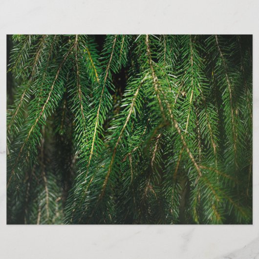 Dark green spruce tree, winter Scrapbook Paper (正面)