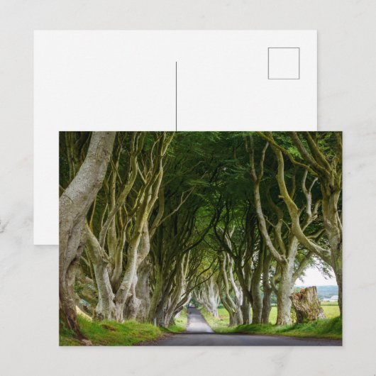 Dark Hedges in Irland ポストカード (正面/裏面)