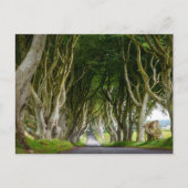 Dark Hedges in Irland ポストカード (正面)