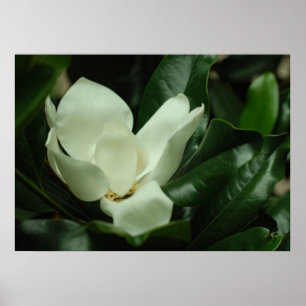 Dark Magnolia Canvas Print ポスター
