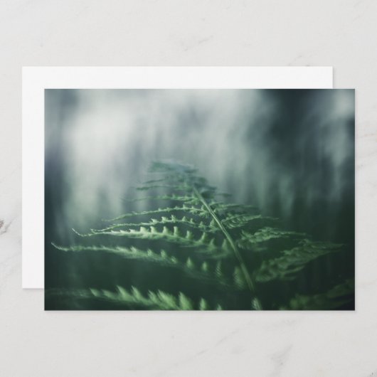 Dark Moody Fern自然写真カード (正面/裏面)