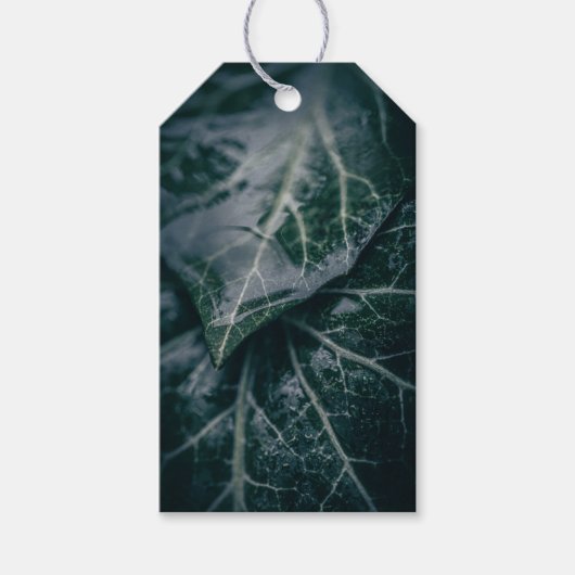 Dark Moody Ivyの葉自然写真 ギフトタグ (正面)