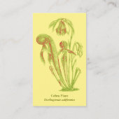 Darlingtoniaのcalifornicaの花柄 名刺 (裏面)