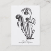 Darlingtoniaのcalifornica、食虫植物 名刺 (裏面)