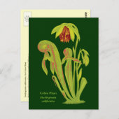 Darlingtonia californica、肉食植物 ポストカード (正面/裏面)