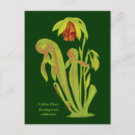 Darlingtonia californica、肉食植物 ポストカード