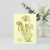 Darlingtonia californica、肉食植物 ポストカード (スタンド正面)