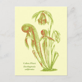 Darlingtonia californica、肉食植物 ポストカード