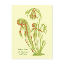 Darlingtonia californica、肉食植物