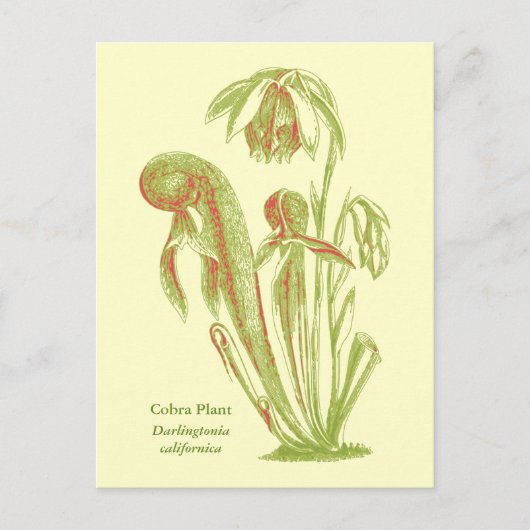 Darlingtonia californica、肉食植物 ポストカード (正面)