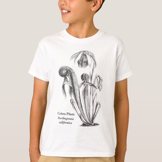 Darlingtonia californica、肉食植物 tシャツ (正面)