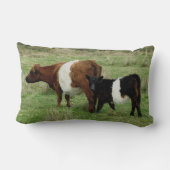 Darmoorはギャロウェーの牛および子牛にベルトを付けました ランバークッション (裏面)