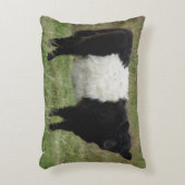 Dartmoorはギャロウェーの子牛にベルトを付けました アクセントクッション (正面(垂直))