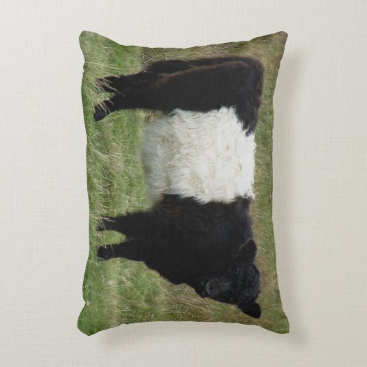 Dartmoorはギャロウェーの子牛にベルトを付けました アクセントクッション (正面(垂直))