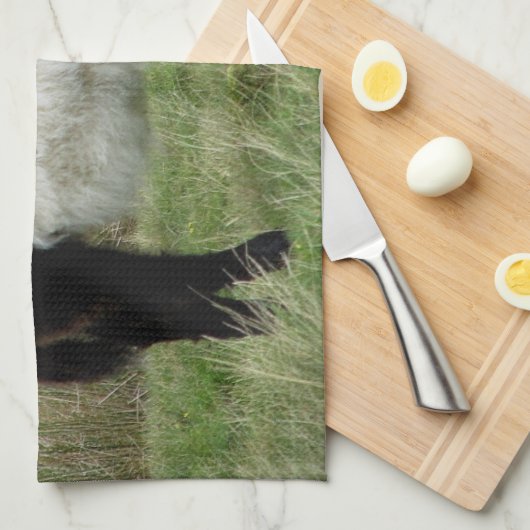 Dartmoorはギャロウェーの子牛にベルトを付けました キッチンタオル (四つ折り)