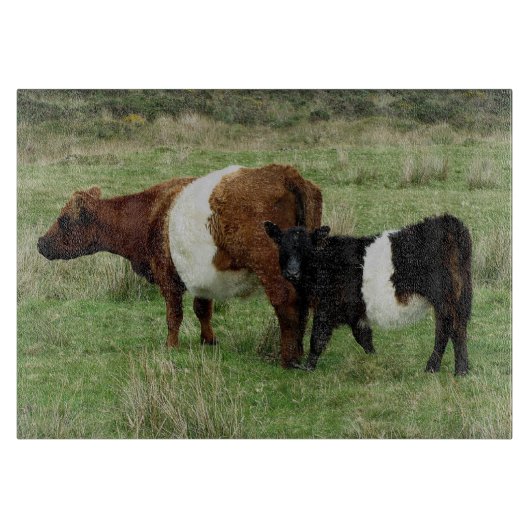 Dartmoorはギャロウェーの牛および子牛にベルトを付けました カッティングボード (正面)