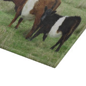 Dartmoorはギャロウェーの牛および子牛にベルトを付けました カッティングボード (角)