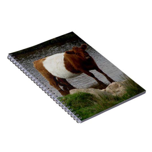 Dartmoorは川に立っているギャロウェー牛にベルトを付けました ノートブック (右側)