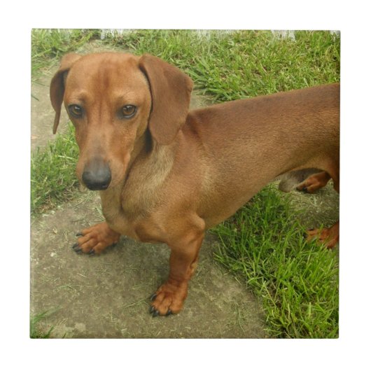 Daschundのタイル タイル (正面)