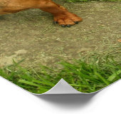 Daschundポスタープリント ポスター (角)