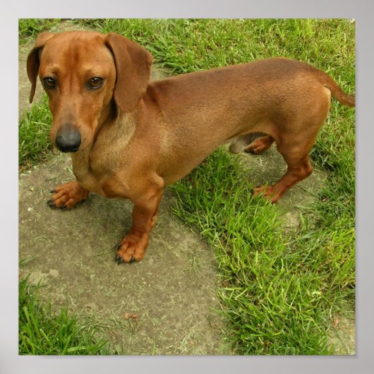 Daschundポスタープリント ポスター (正面)