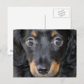 Daschund子犬はがき ポストカード (正面/裏面)