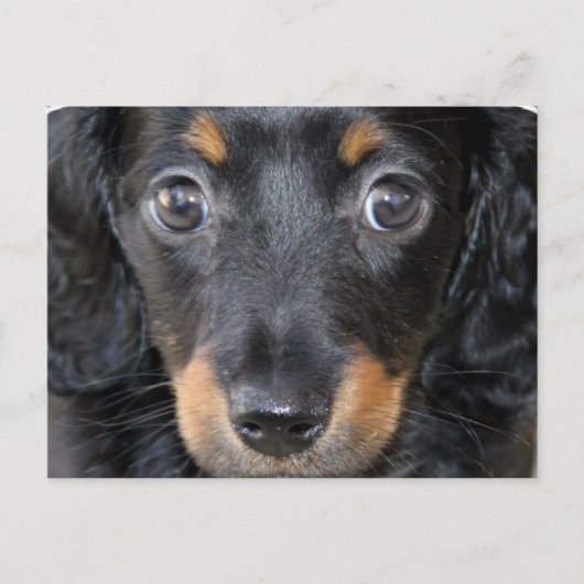 Daschund子犬はがき ポストカード (正面)