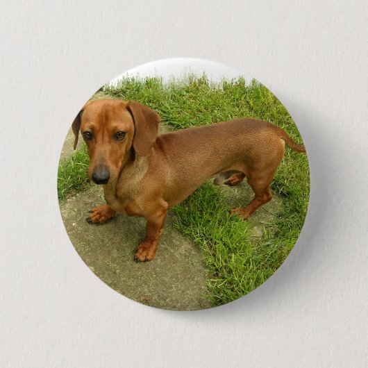 Daschund Pin 缶バッジ (正面)